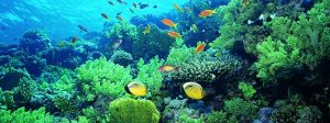 How to Maintain a Healthy Aquatic Environment?